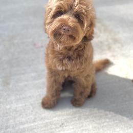 Tommie - Australian Labradoodle