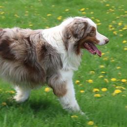 Jinx - Australian Shepherd