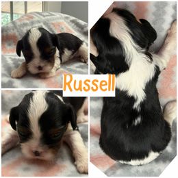 Russel - Tri-color male Cavalier King Charles Spaniel puppy in Spring Hill, Florida from Wonderland Cavaliers