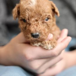 Laurie - Red  male Poodle puppy in Grimsley, Tennessee from Above Standard Poodles