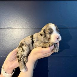Bernedoodle, Cavalier King Charles Spaniel, and Poodle Puppies from Ellas.Pups (Bernedoodles & Cavapoos)