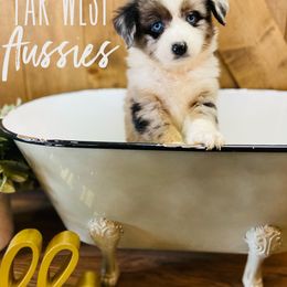 Australian Shepherd Puppies from Far West Aussies