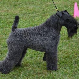 Kerry Blue Terrier All Grown Up from BlueAire