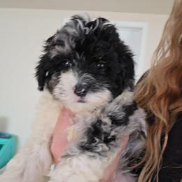 Wilma - Blue merle female Aussiedoodle puppy in Galena, Illinois from Perry's doodles