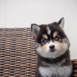 Slinky - Black and white male Pomsky puppy in Mesa, Arizona from Platinum Pomskies