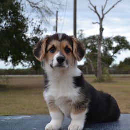Waffle - Black and tan male Pembroke Welsh Corgi puppy in Edna, Texas from MG Corgis