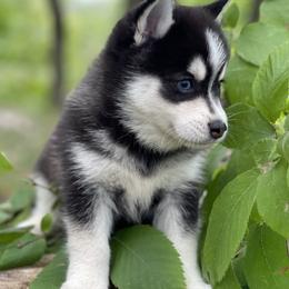 Pomsky Puppies from Ritzy Puppies