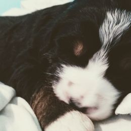 Bernedoodle and Double Doodle Puppies from Cloud Nine Doodles