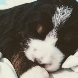 Bernedoodle and Double Doodle Puppies from Cloud Nine Doodles