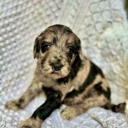 Lucky Horseshoe - Merle female Goldendoodle puppy in Stockton, California from Port City Doodles