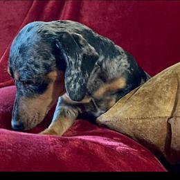 Rorraa - Dachshund