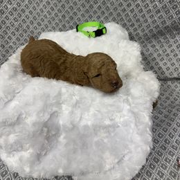 Boy 2 Green - Red  male Poodle puppy in Golden, Mississippi from Two Creeks Farm Poodles & Doodles