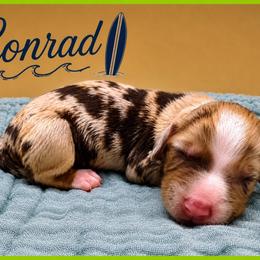 Conrad - Dapple male Dachshund puppy in Hendersonville, North Carolina from Kim's Cove