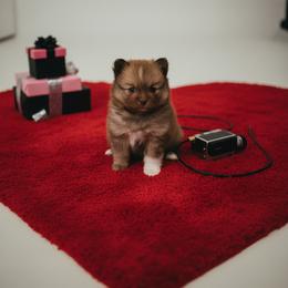 Valentina - Chocolate female Pomsky puppy in Bucyrus, Missouri from Hill Top Pomskies
