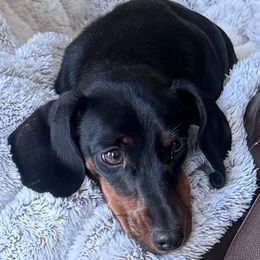 Candie - Dachshund