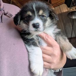 Boy 1 - Black and tan male Pembroke Welsh Corgi puppy in Edinburgh, Indiana from J Bar M Corgis