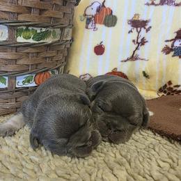 French Bulldog Puppies from Robyn Rosewicz
