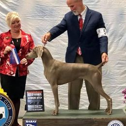 Trip - Weimaraner