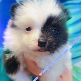 Black Tri - Black and tan parti male Pomeranian puppy in Albany, Oregon from Purrs N Poms