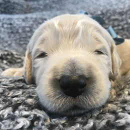 Goldendoodle, Schnoodle, and Sheepadoodle Puppies from Dood Ranch