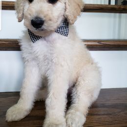 Goldendoodle and Poodle Puppies from C.P. Puppy Buddies