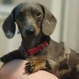 Dachshund Puppies from FLYING L Dachshund Academy