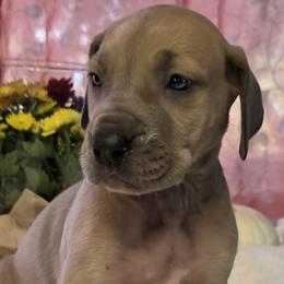 Kit - Fawn female Great Dane puppy in Albany, Oregon from Red Cloud Australian Shepherds and DeGray Great Danes & Bulldogs