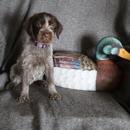 Dk. Purple - Brown and gray female Wirehaired Pointing Griffon puppy in Afton, Wisconsin from Daehler's Wirehaired Pointing Griffons