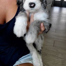 Aussiedoodle Puppies from Southwest Florida Doodles