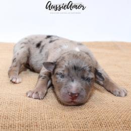 Blue Merle 3 - Blue merle male Miniature Australian Shepherd puppy in Pinehurst, Texas from Aussie Amor