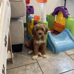 Seirra Mist - Red  female Goldendoodle puppy in Sugarcreek, Ohio from True Hearted Doodles