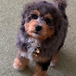 Boy 1 - Merle male Bernedoodle puppy in Mc Gaheysville, Virginia from Doting Doodles