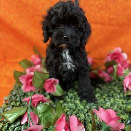 Dayna black G orange - Black female Cockapoo puppy in Haines City, Florida from Camic Cockapoos