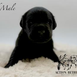 Red - Black male Labrador Retriever puppy in San Diego County, California from Travis’ Chocolate Labradors