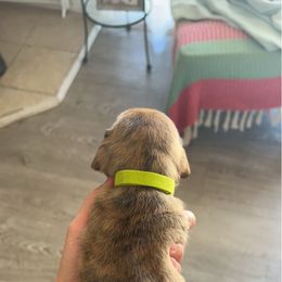 Dachshund Puppies from King Funny Farm
