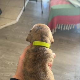 Dachshund Puppies from King Funny Farm