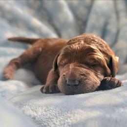 SNICKERS - Apricot male Goldendoodle puppy in Harris County, Texas from Cute & Curly Doodles
