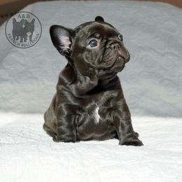 Boy 2 Solid dark cocoa - Blue fawn male French Bulldog puppy in Schaumburg, Illinois from A & B French Bulldogs