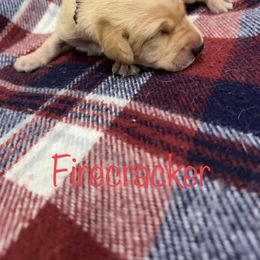 Boy 3 - Yellow Labrador Retriever puppy in Moyock, North Carolina from Rose Breyer Retrievers