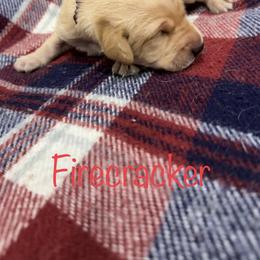 Boy 3 - Yellow Labrador Retriever puppy in Moyock, North Carolina from Rose Breyer Retrievers