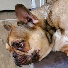 French Bulldogs from Daisy's French Bulldogs