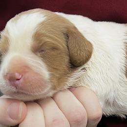 Piper boy 3 - Orange and white male Brittany puppy in Floyd Knobs, Indiana from Cross Creek Brittanys