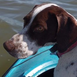 German Shorthaired Pointers from Paradise Pups Utah