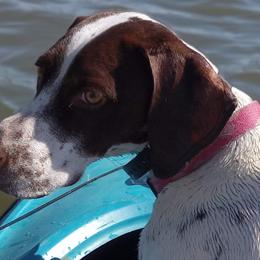 German Shorthaired Pointers from Paradise Pups Utah