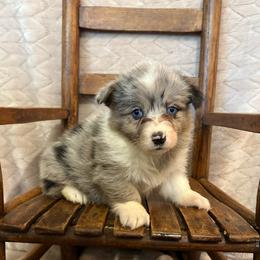 Full fluffy- Darling - Blue merle and white female American Corgi puppy in Decatur, Texas from Bar S Corgis