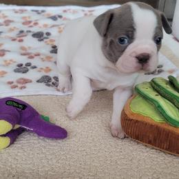 Pearl - Seal and white female Boston Terrier puppy in Katy, Texas from Mei's Boston Terriers