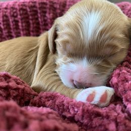 Cockapoo Puppies from ApplebyFarm