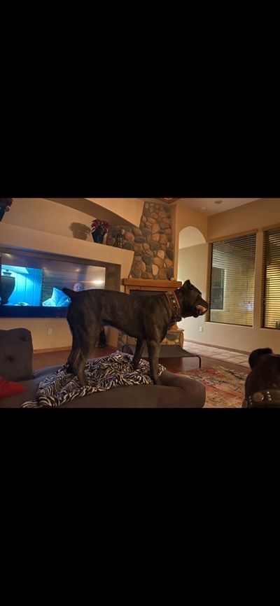 Cane Corso Puppies For Sale  Available in Phoenix & Tucson AZ