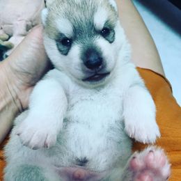 Siberian Husky Puppies from Sassenach Siberians