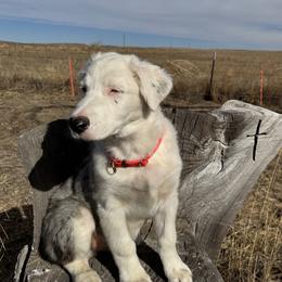 Sundance - Blue merle male Australian Shepherd puppy in Fort Morgan, Colorado from 4B Ranch & Livestock, LLC